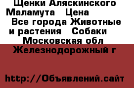 Щенки Аляскинского Маламута › Цена ­ 10 000 - Все города Животные и растения » Собаки   . Московская обл.,Железнодорожный г.